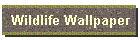 Wildlife Wallpaper