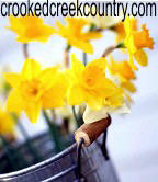 Daffodils - Rustic Decor.